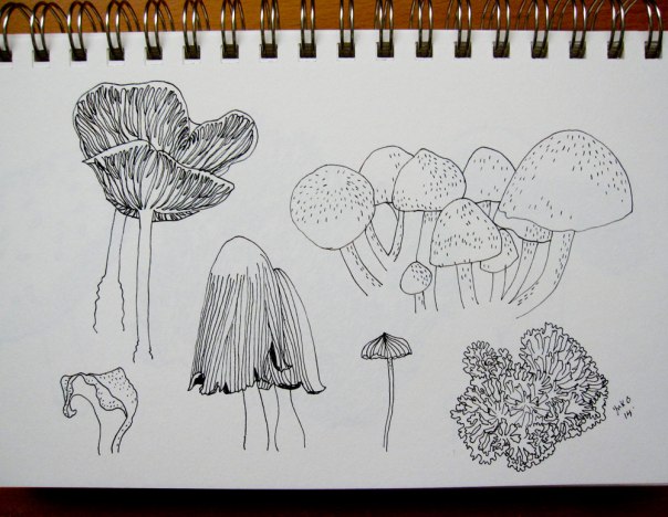 mushroom-sketch-01