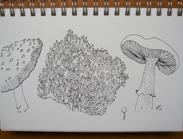 mushroom-sketch-02