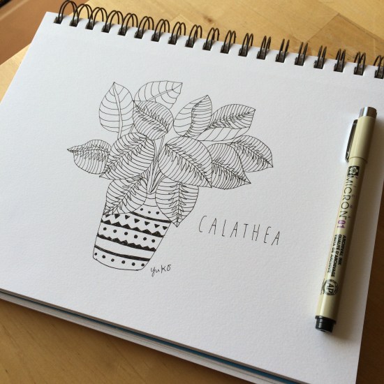 Calathea drawing