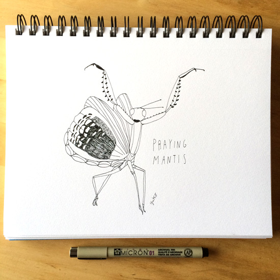 Praying-mantis_lores