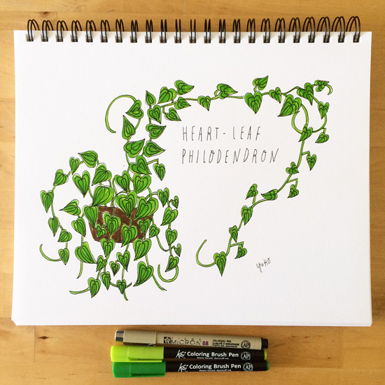 Heart-Leaf-Philodendron_550px