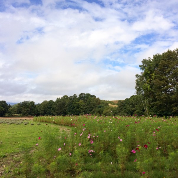 A Garden at Takushin Kan, Photo Gallery, Biei, Hokkaido